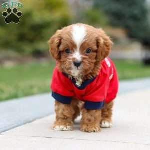 Archie, Cavapoo Puppy